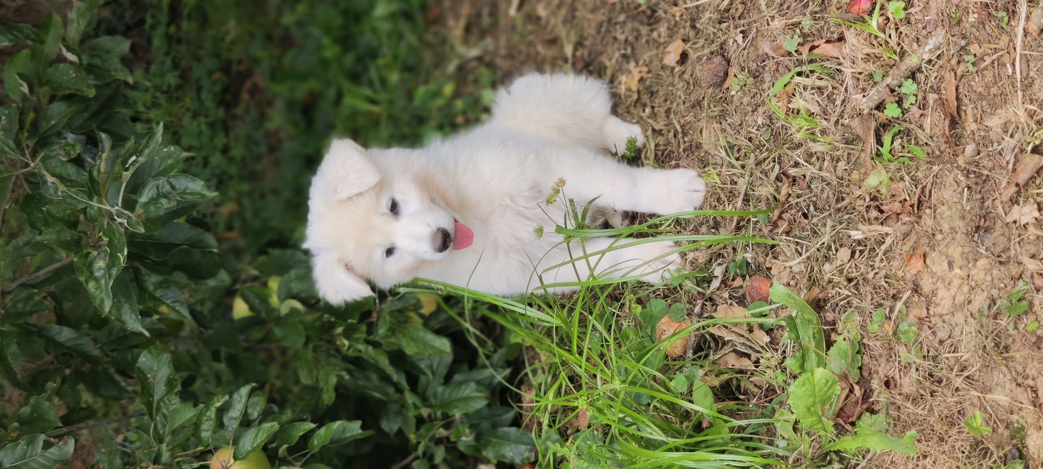 chiot Berger Blanc Suisse