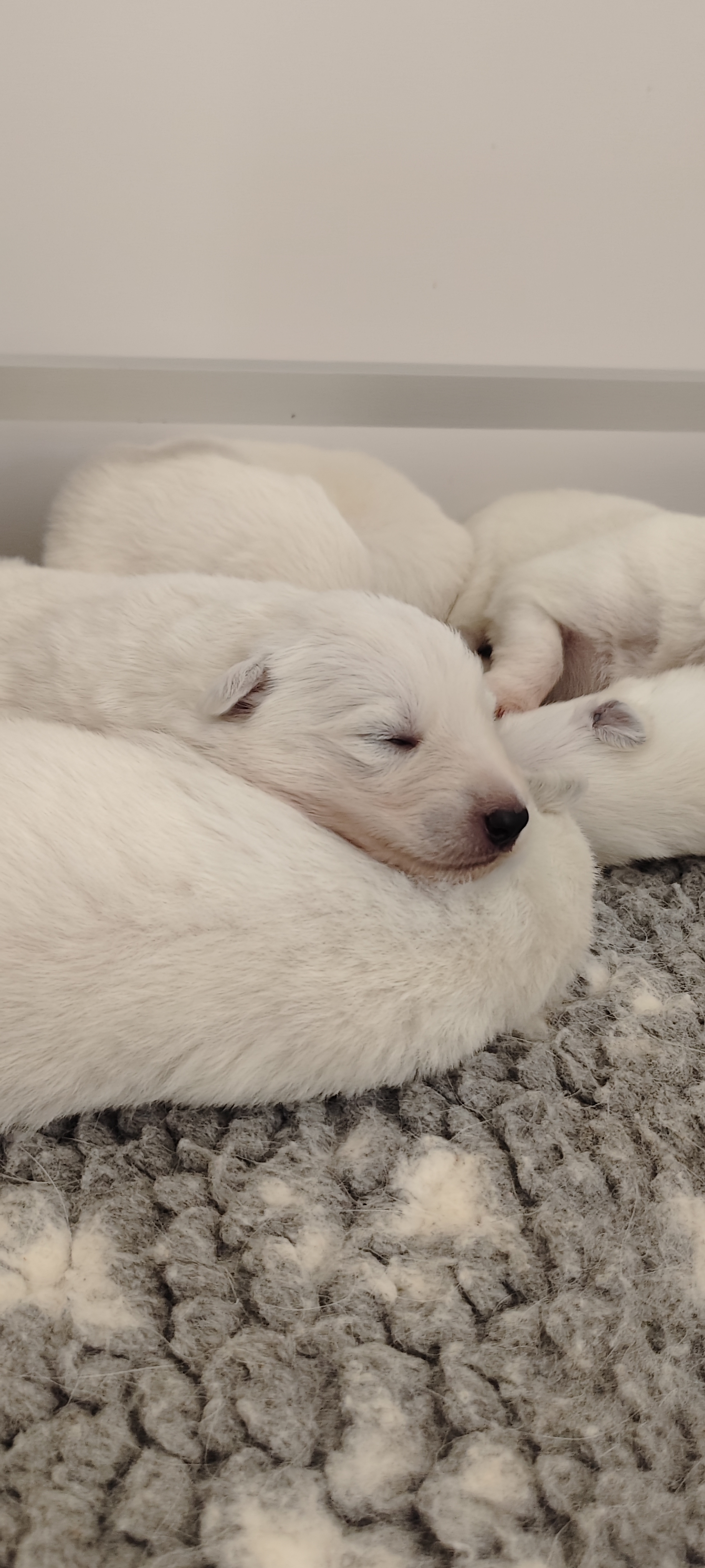 chiot Berger Blanc Suisse