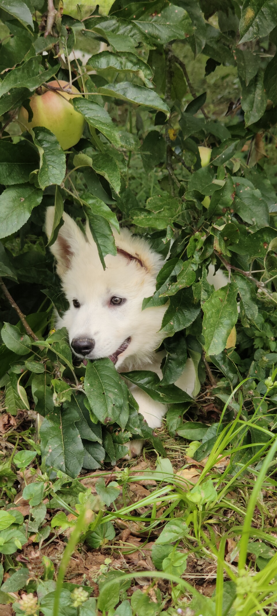 chiot Berger Blanc Suisse