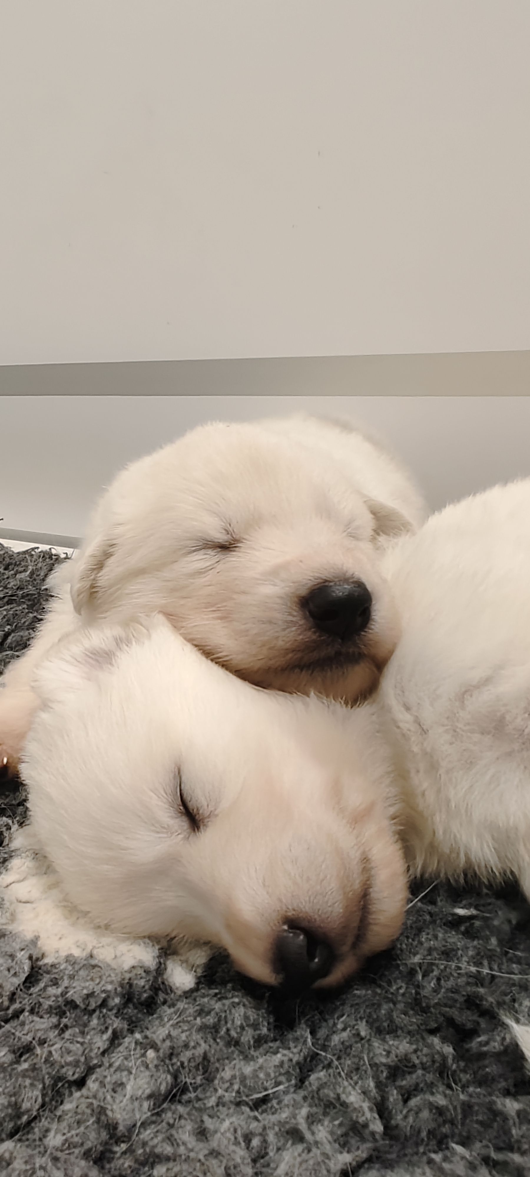 chiot Berger Blanc Suisse