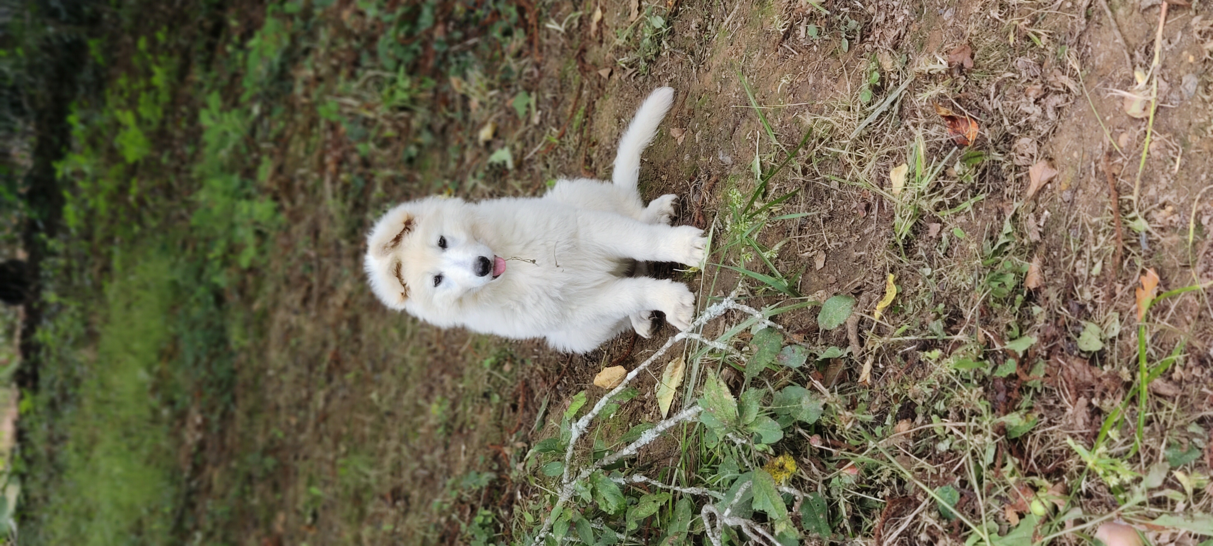 chiot Berger Blanc Suisse