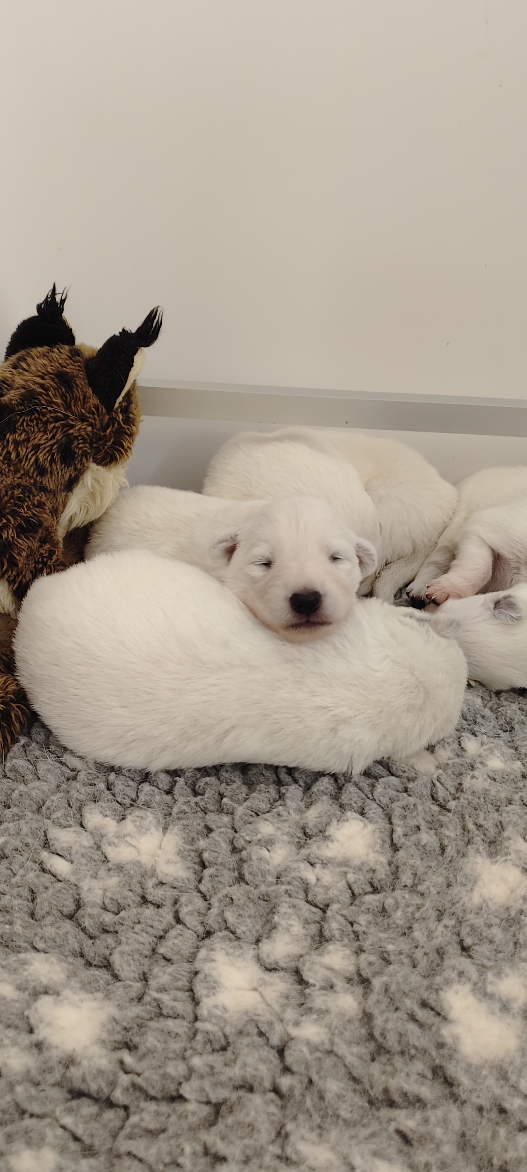 chiot Berger Blanc Suisse