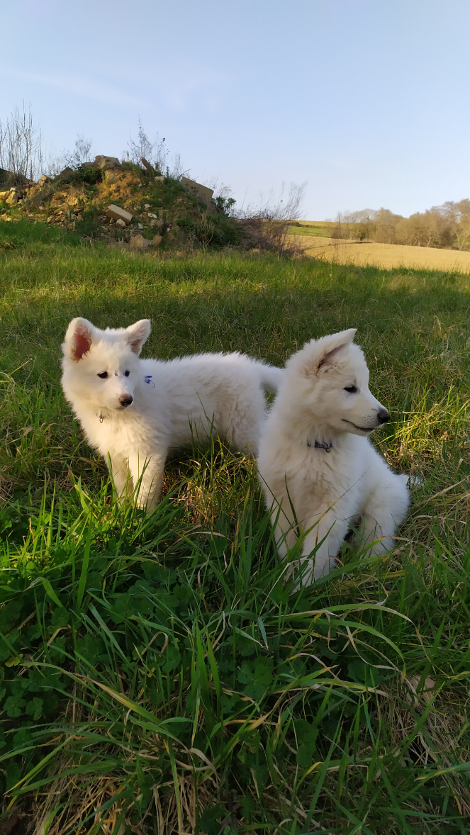 chiots-berger-blanc-suisse